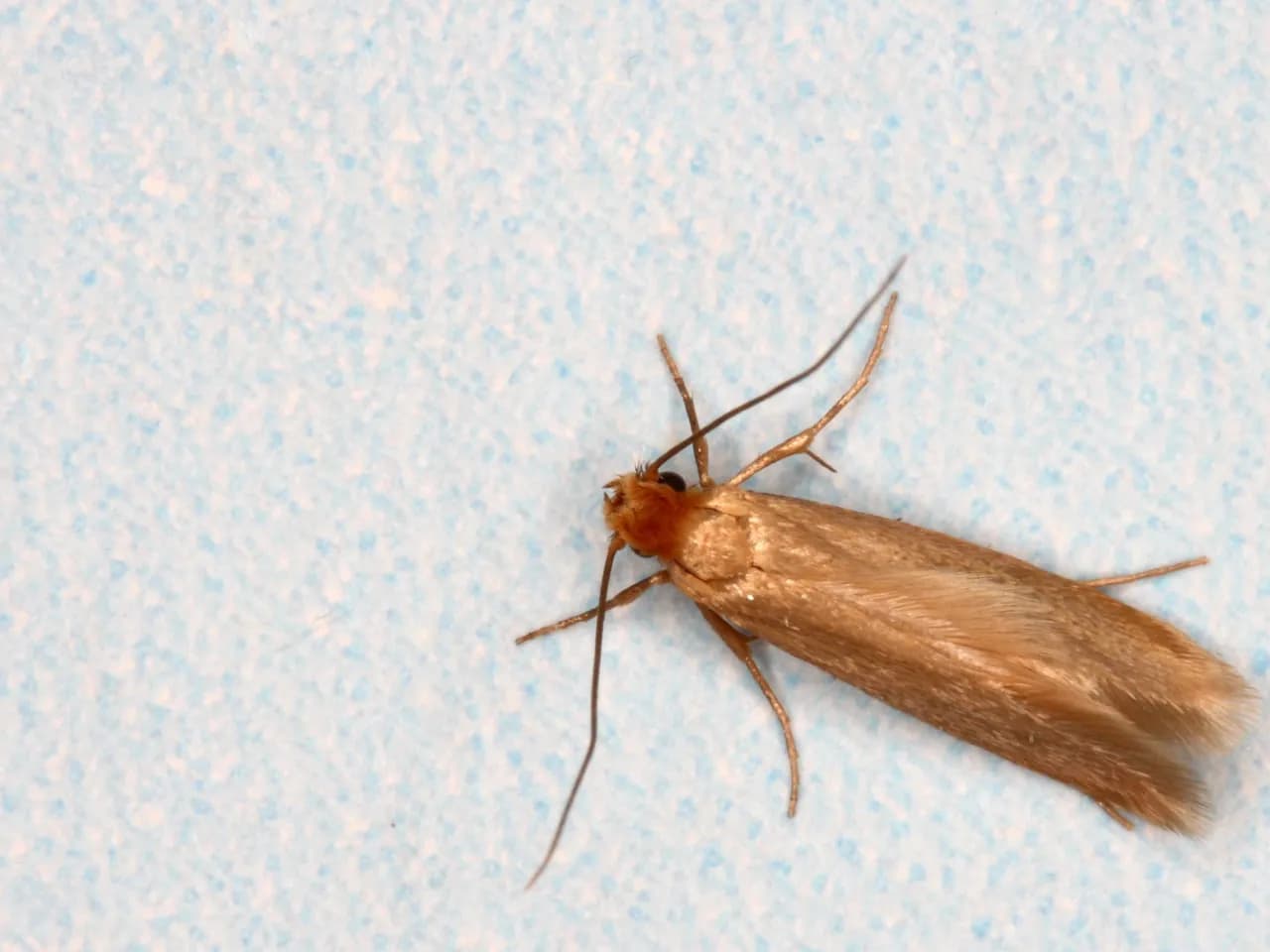 Skuteczne metody na pozbycie się moli ubraniowych - Jak wyeliminować mole z garderoby