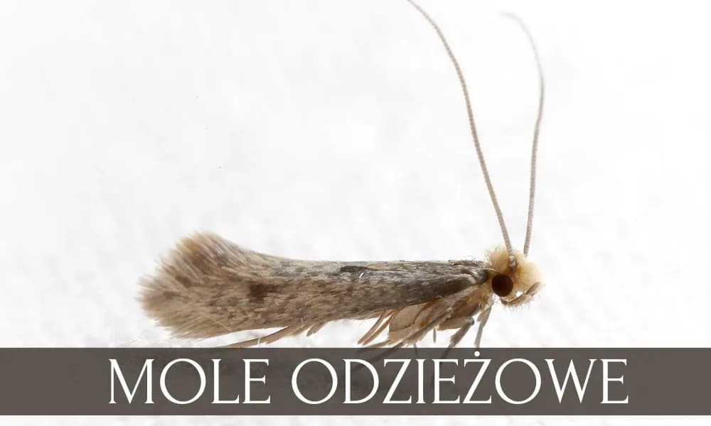Mole ubraniowe rozpoznanie - jak efektywnie rozpoznać i zwalczyć mole odzieżowe