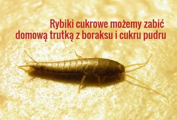 Jak skutecznie pozbyć się rybika cukrowego w swoim domu