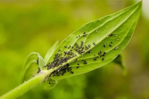 Efektywne metody jak pozbyć się mszyc z roślin doniczkowych na dobre!