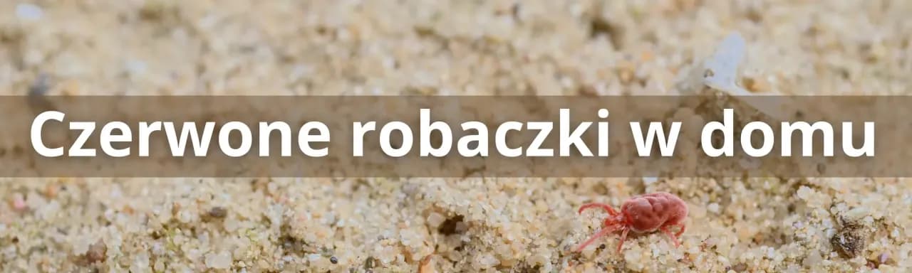 Twoje małe białe pajączki w domu - jak sobie z nimi radzić i czerwona larwa w domu